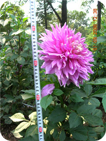 植株高普遍高40-55cm