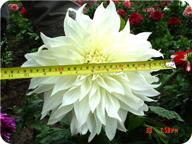 单朵花头直径25-30cm